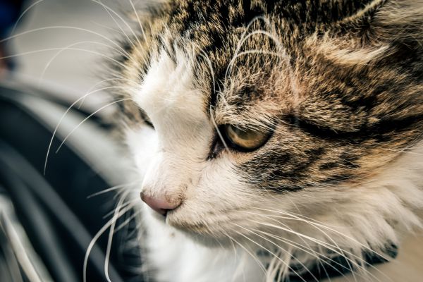 animal,cat,cats