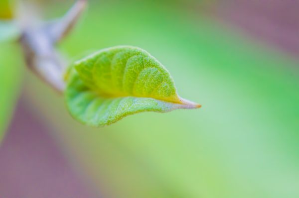 nature,leaf