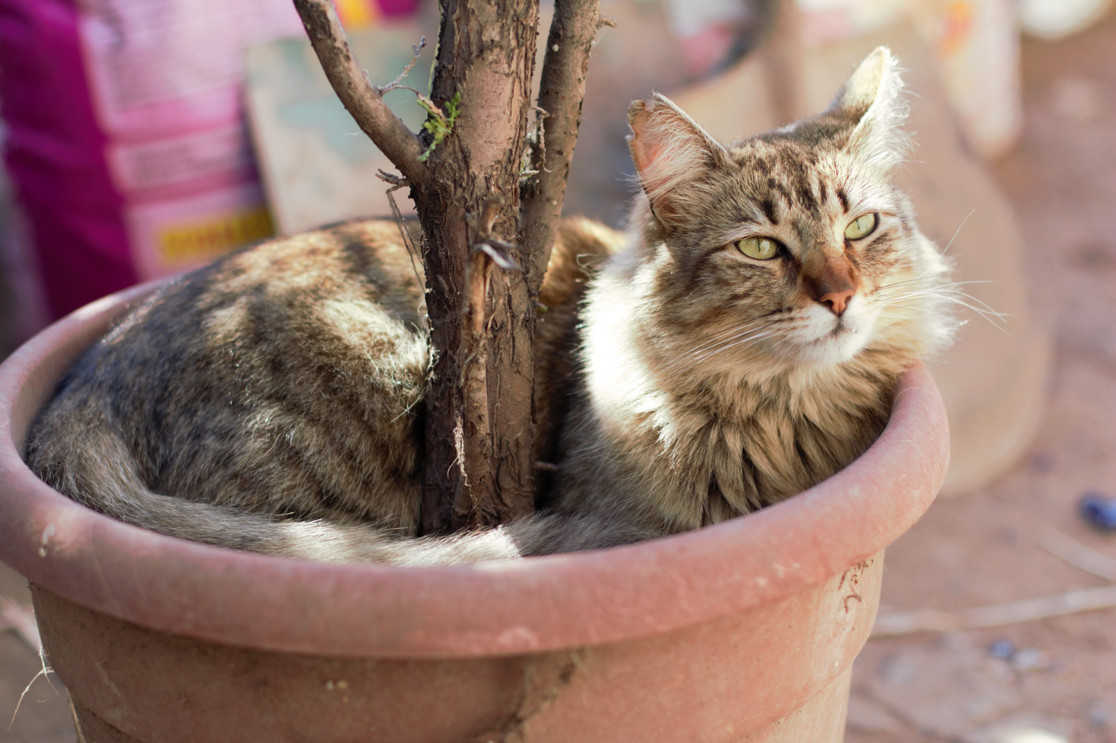 Wallpaper : cat 5184x3456 - R A L S - 1480501 - HD Wallpapers - WallHere