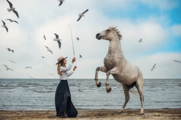 horse