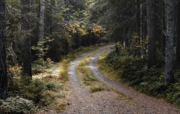alepdias,bela,floresta,arvores,caminho,estrada
