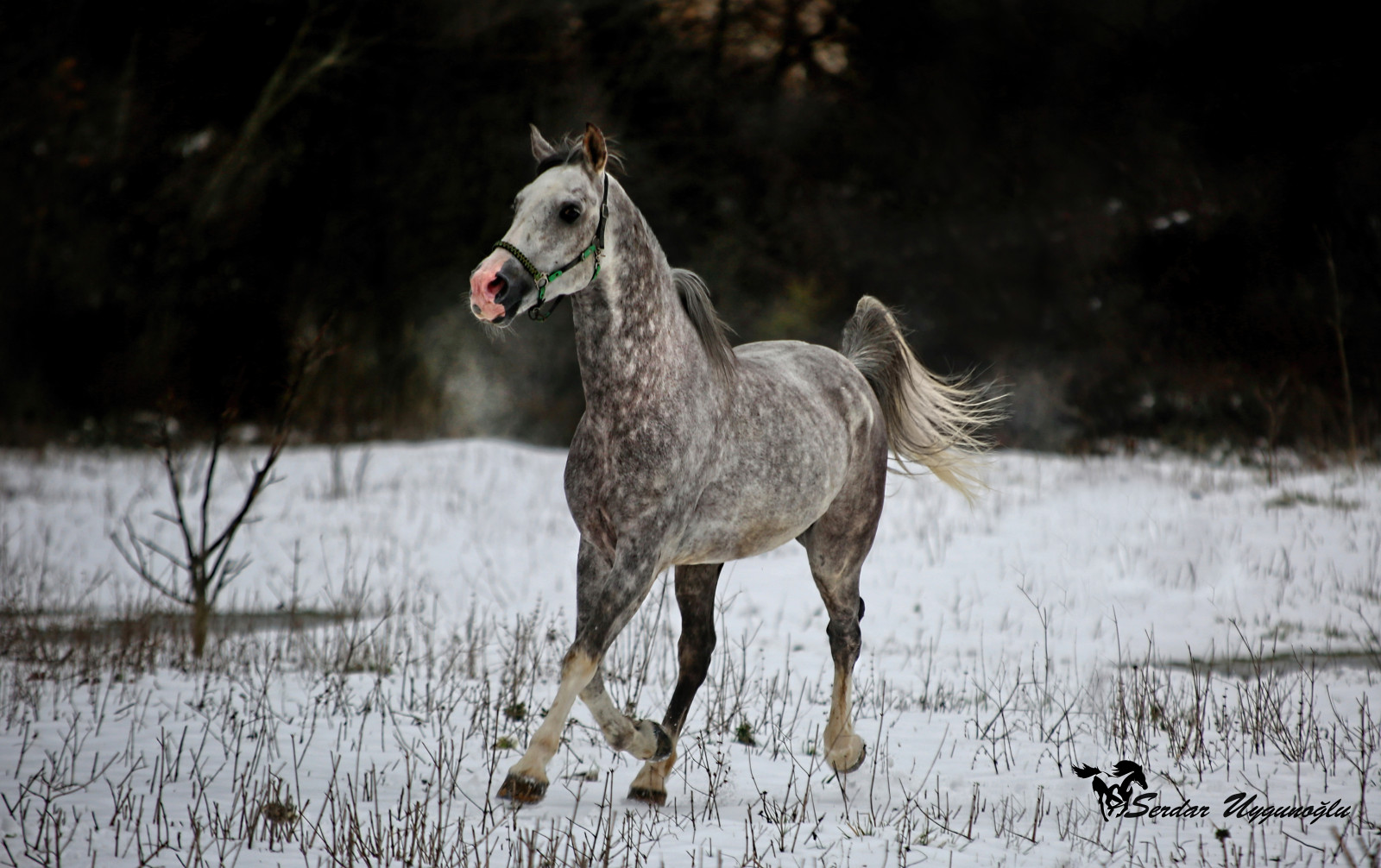 horse