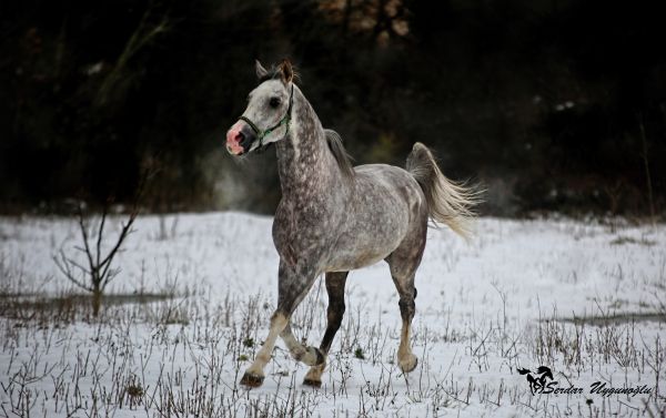 cheval