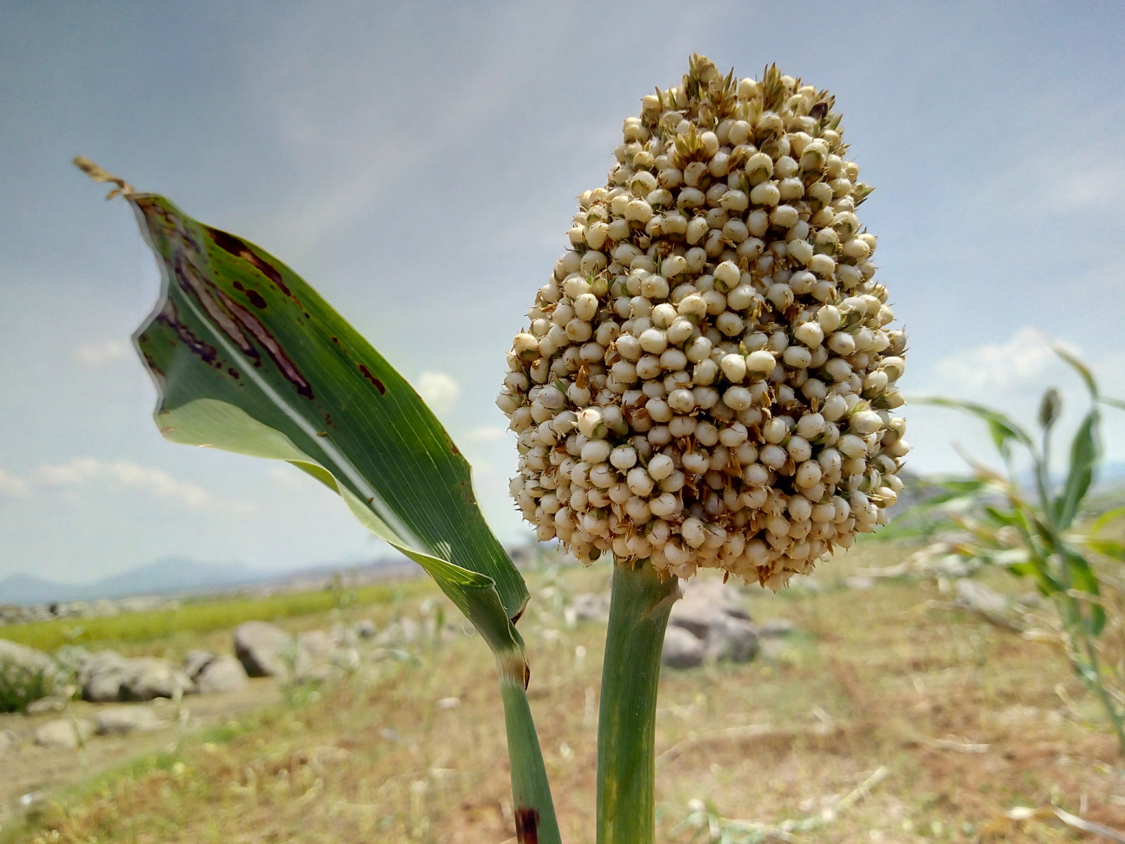 Wallpaper : padi-padian 4160x3120 - DineshN - 1308255 - HD Wallpapers