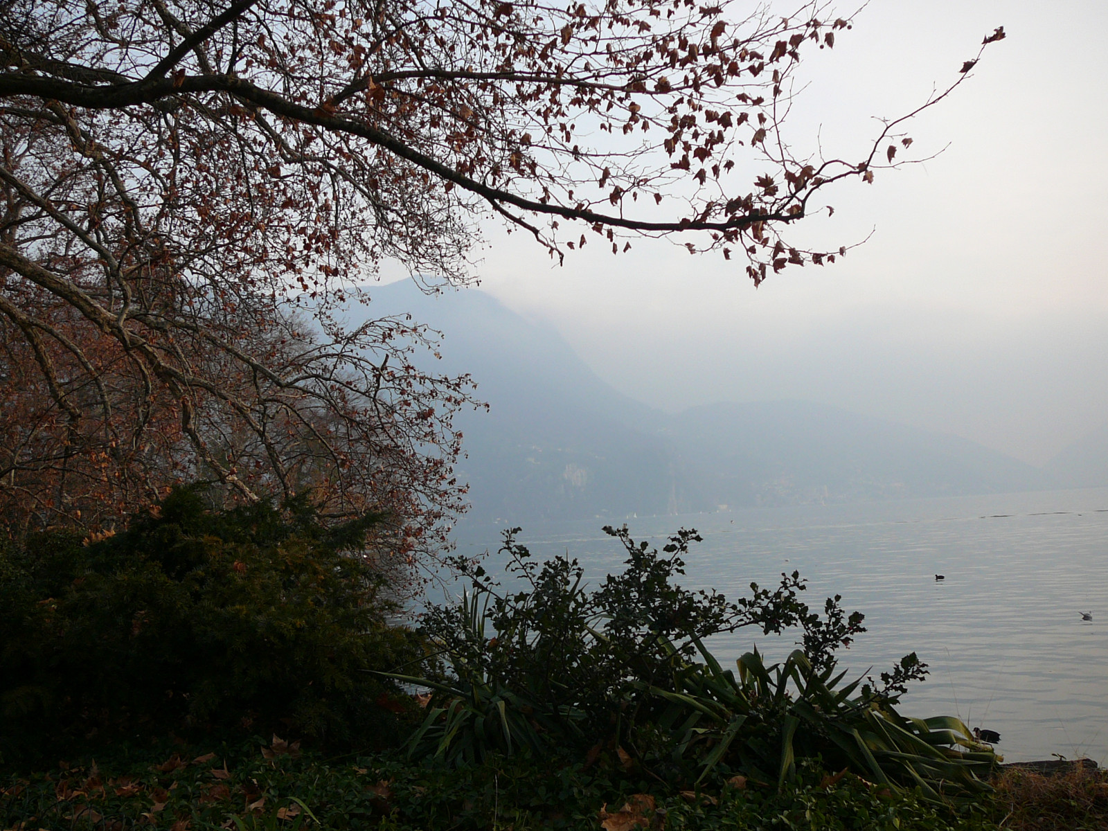 Lugano, Švýcarsko, voda, nebe, mrak, atmosféra, rostlina, Natural landscape, větvička, větev, mlha, slunečnímu záření, vegetace, tělo z vody, strom, dřevo, banka, jezero, horizont, Tints and shades, krajina, opar, tráva, les, mlha, kopec, stanice hill, večer, odraz, přírodní rezervace, zima, Lake District, květ, nádrž, džungle, lučina, opadavý, jezero, zálesí, oceán, Skála, Volně žijících živočichů, tropical and subtropical coniferous forests, tropy, tma, deštný prales, závod stonek, podzim