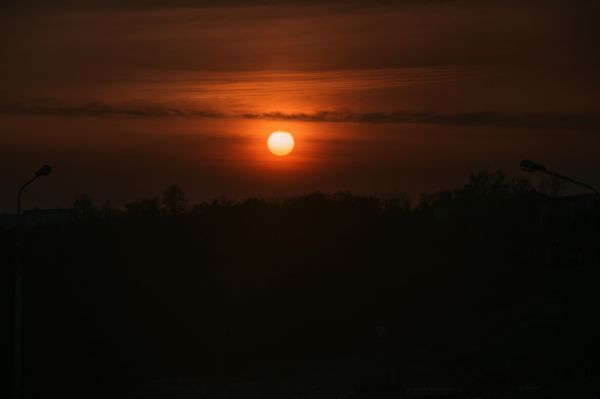forest,field,trees,nature,mother nature,sunset