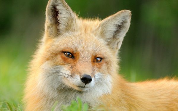 animal,hd