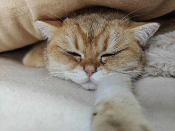 cat