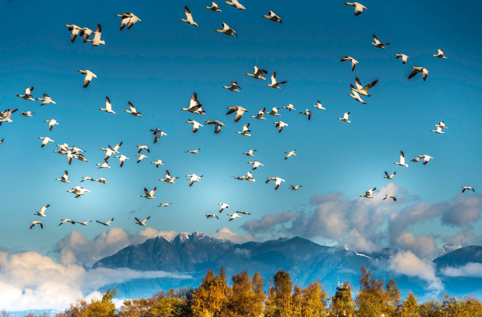 pták, modrá obloha, jasný, uklidnit, kaňon, zblízka, útulný, životní prostředí, večer, Let, flóra, les, ponurý, home decor, krajina, životní styl, dlouhé expozice, nízký úhel, bujný, makro fotografie, majestátní, louka, hora, Příroda, noc, oceán, klidný, řeka, romantický, scénický, racek, prostorný, jaro, proud, stylový, letní, slunečnímu záření, Slunný, západ slunce, cestovat, strom, Soumrak, vodopád, široký úhel, křídla