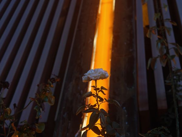 city,flower,light