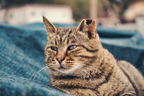 baffi,gatto,orecchio,tigre