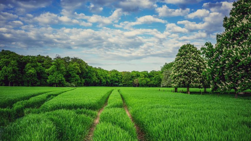 fugl,blå himmel,lyse,berolige,canyon,tæt på
