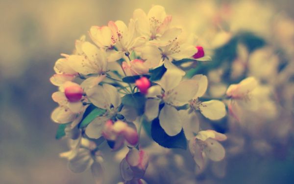 hd,color,flori