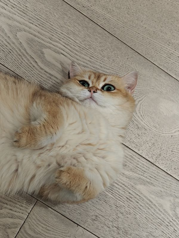 cat