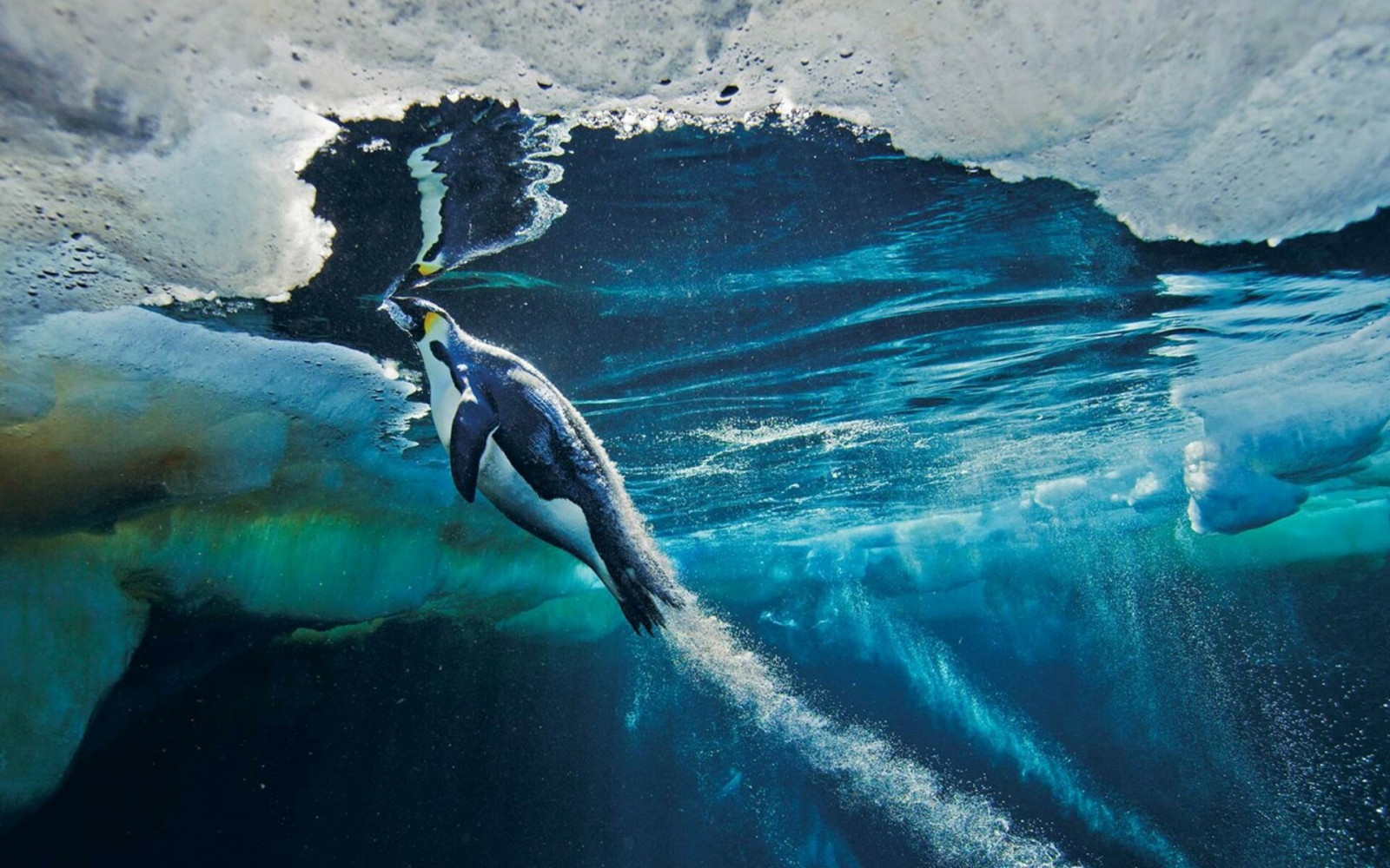 4, vand, vandressourcer, væske, hvirveldyr, azurblå, væske, pattedyr, undervands-, krop af vand, finne, sø, havbiologi, elektrisk blå, rekreation, vind-bølge, dyreliv, delfin, Natural landscape, bølge, ocean, havpattedyr, hval, iskold landskabsform, isbjerg, landskab, fisk, gletscher, bruskfisk, troperne, klippe, haj, flyve fugl, hav, havis