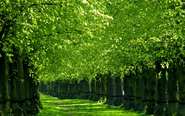 green,hd,nature