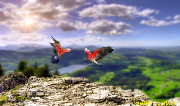 nature