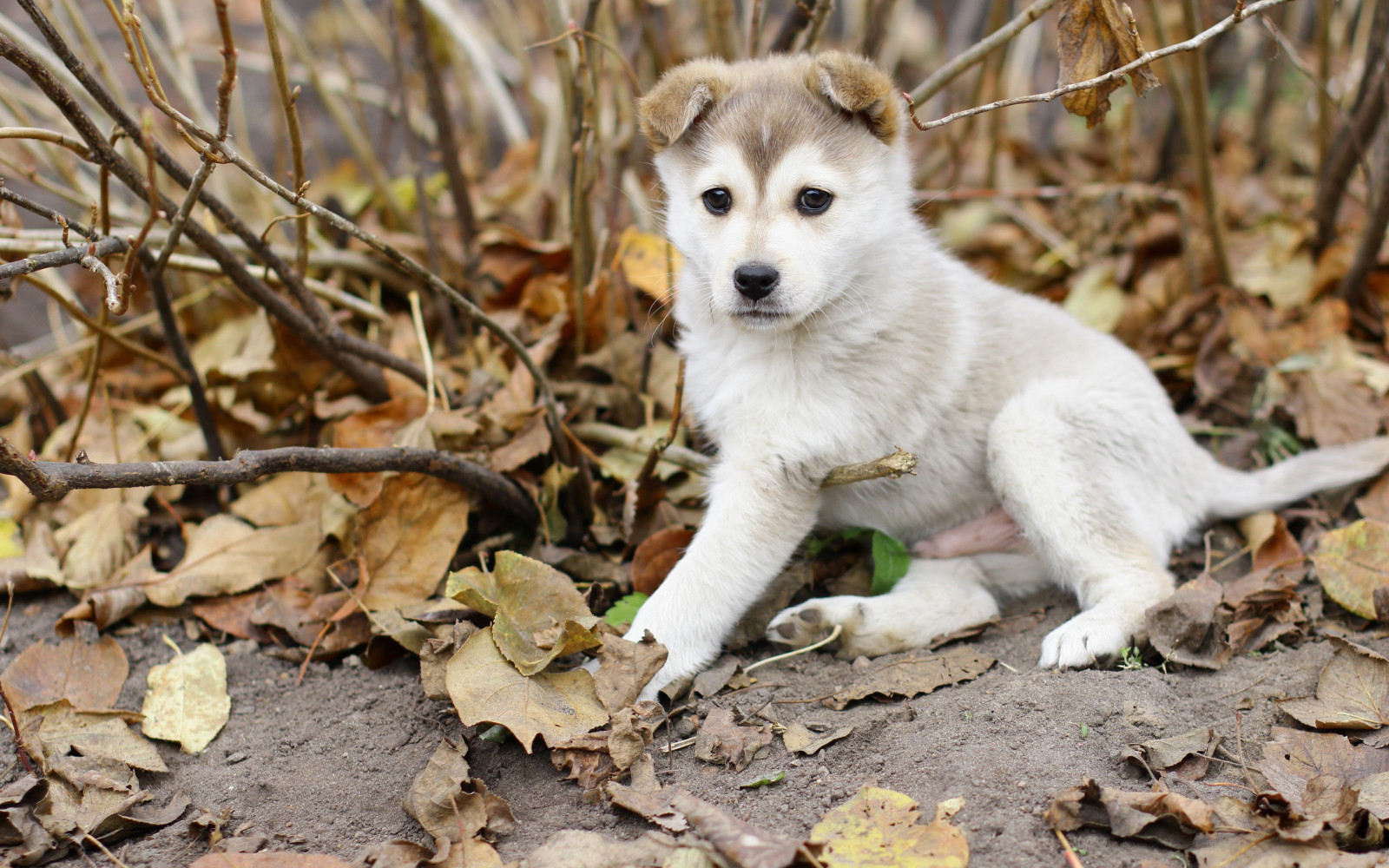 animal, hd