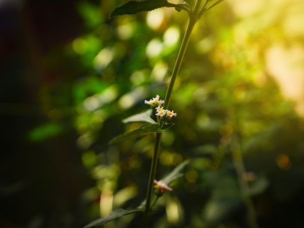 negro,amarillo,desenfoque,flor,gris,naturaleza