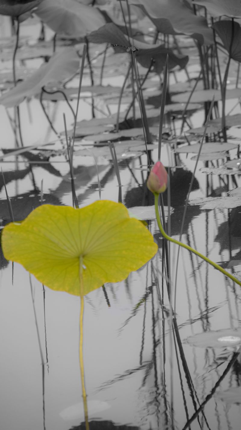 alam,menanam,foto,bunga,air,daun bunga