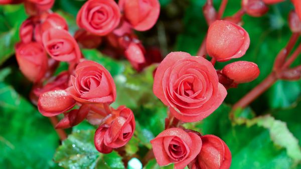 nature,rose,floare