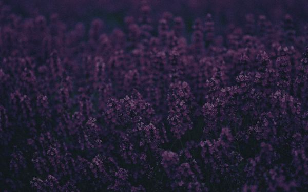 dark,fields,flowers,lavender,purple