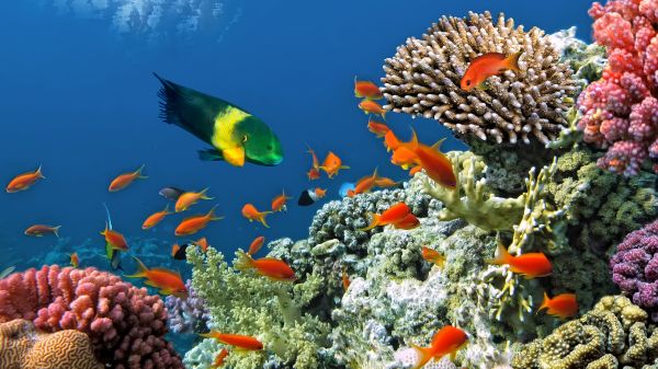 fish