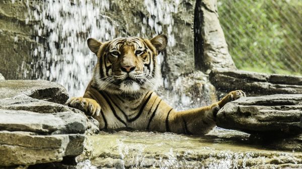 animal,hd,apă