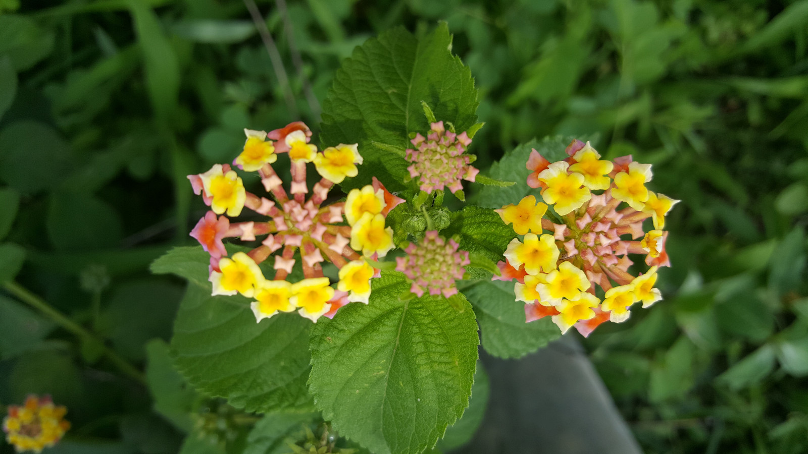 ดอกไม้, ธรรมชาติ, วอลล์เปเปอร์