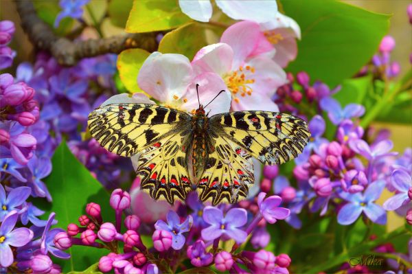butterfly
