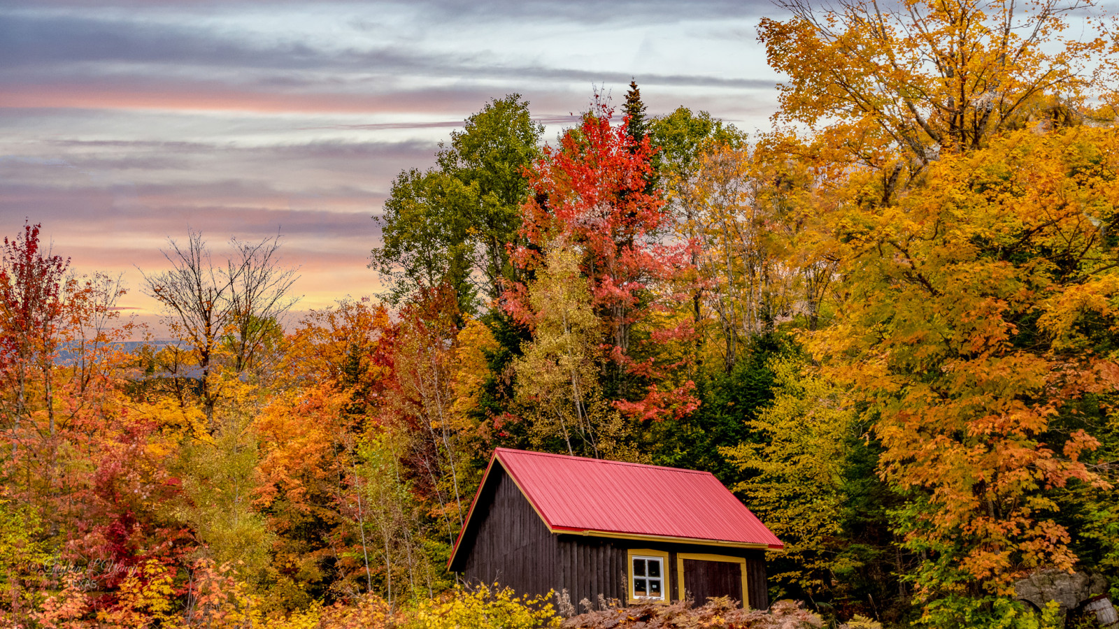autumn, cottage, fall, forest, house, leaves, maple, nature, outdoors, trees