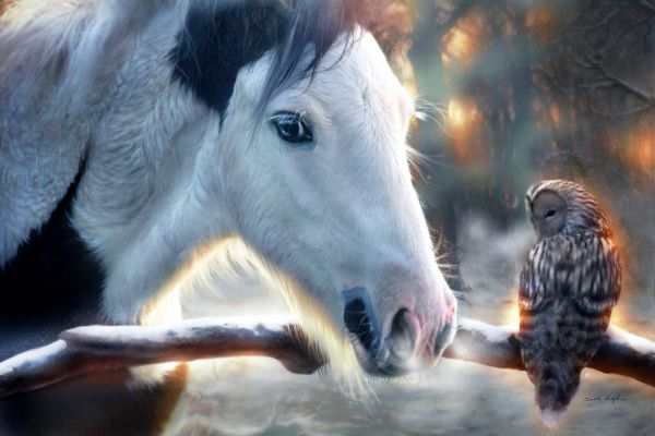 horse,sky,working animal,animals,sunlight,terrestrial animal