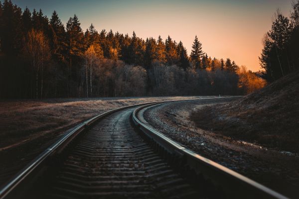 nature,forest,field,trees,mother nature,sunset