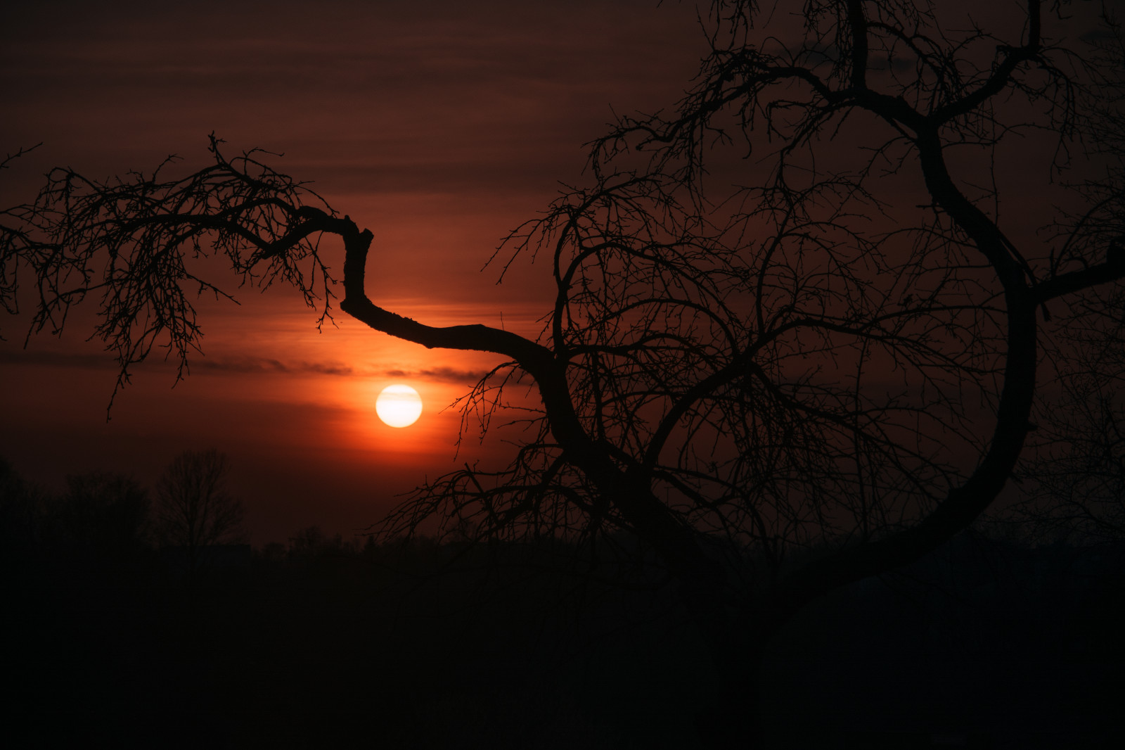 forest, field, trees, nature, mother nature, sunset, hd wallpapers, fog, smoke, atmospheric evening, walk, grassland, wood, darkness, fir tree, pine, summer, greenwood, tree, sky, wheat, beautiful, bokeh, plants, atmospheric, river, blue sky, airplane, clouds, high, moody, grass, green, autumn, in bloom, evening, leaves, railway