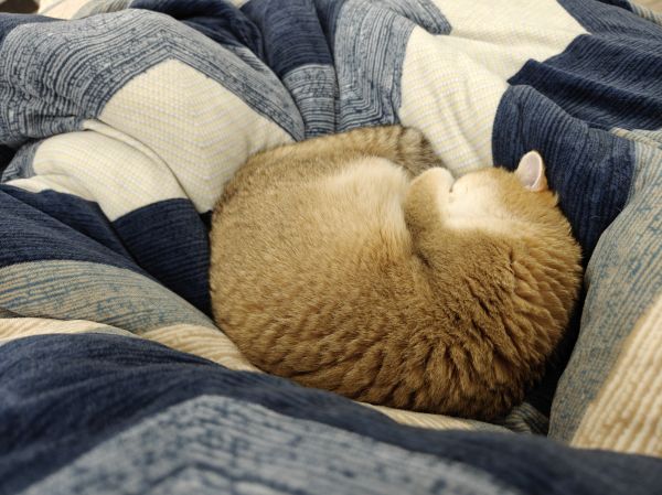 Camera da letto,gatti,divano