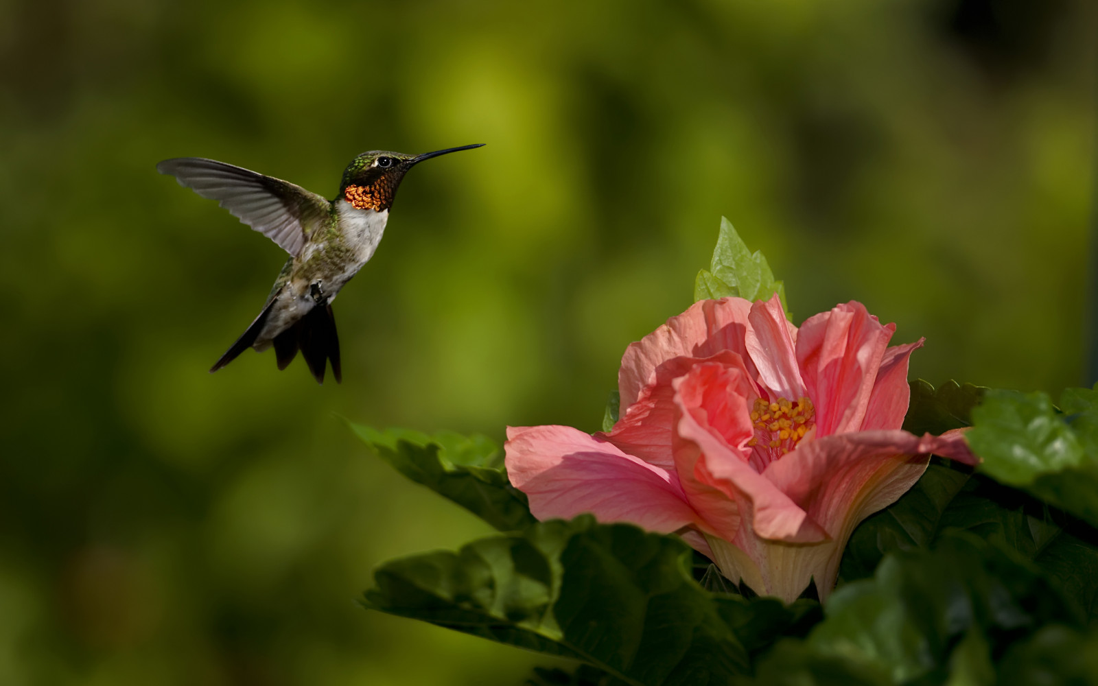 Floar R Background Fondos de pantalla : Floar, Hd 2560x1600 - AlexandruM. - 2358172 ...