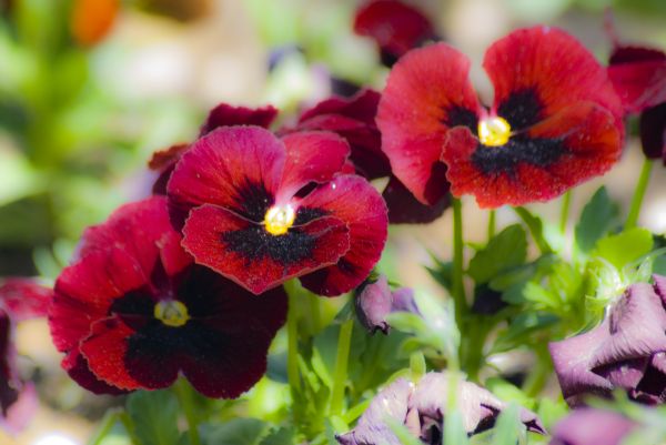 flower,nature,plant