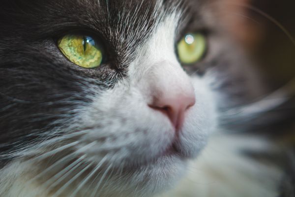 animal, Animais de estimacao, branco, preto, vermelho, gatos