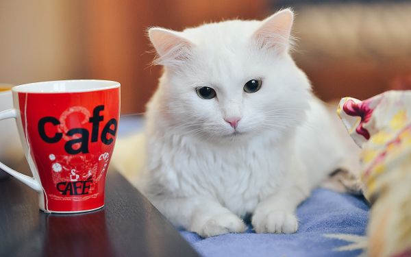 animal,hd