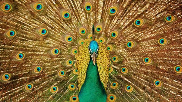 animal,bird,peacock,peafowl,symmetry,colorful