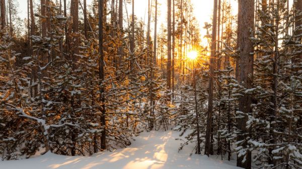 forest,nature,snow,trees,winter,Sun