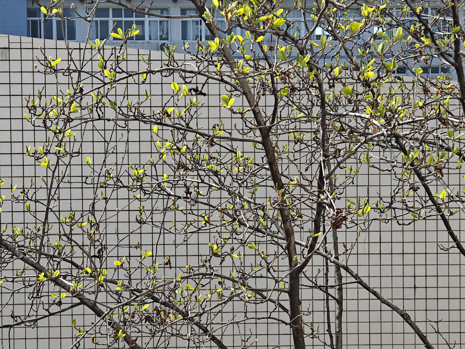 green, spring