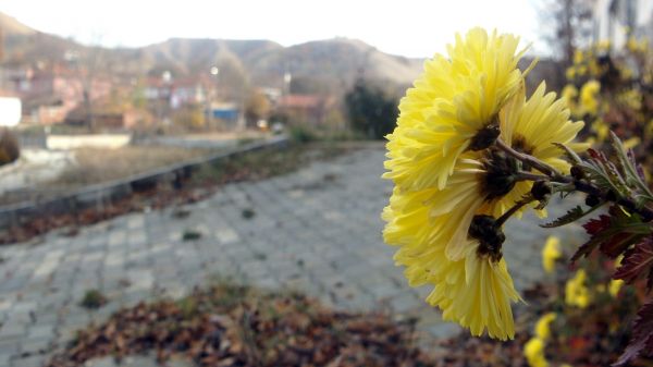 flower