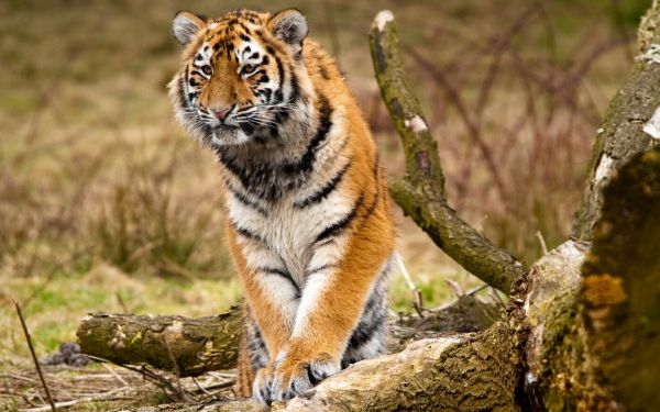 hd,animal