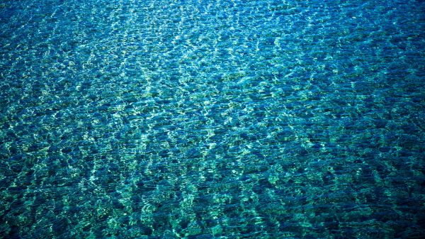 blue,coral,coral reef,biology,clear,ecosystem