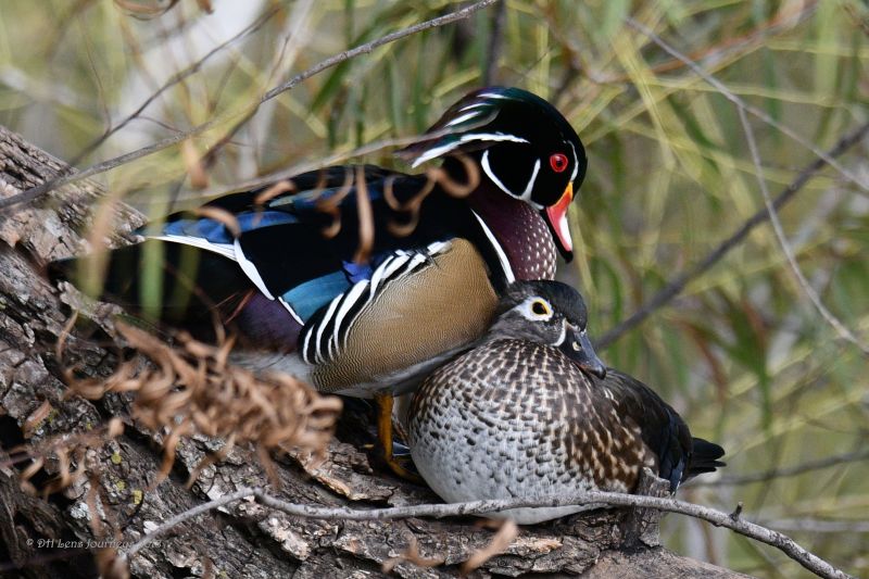 wood,ducks,couple,love