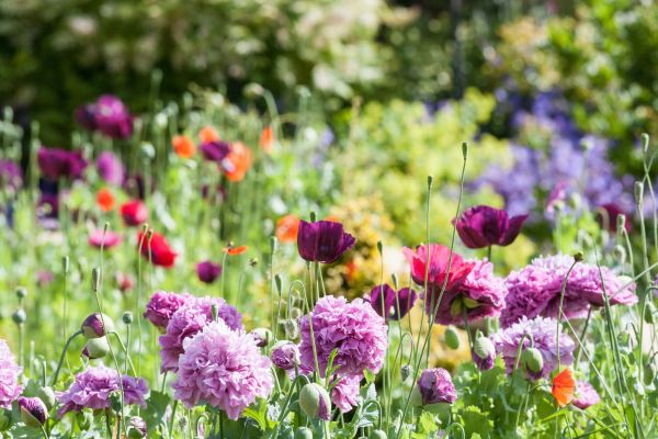 country,flowers