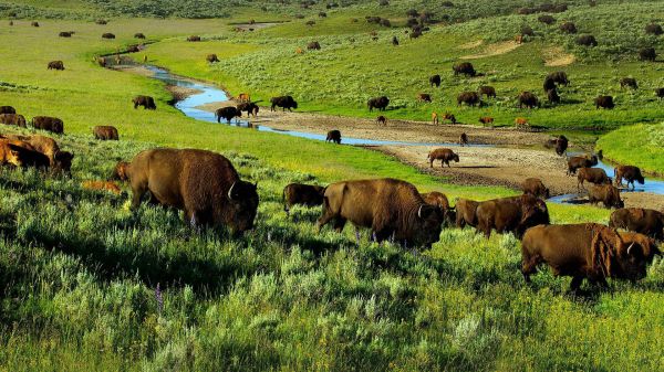 1920x1080,animal,bison,buffalo,grassland,herd
