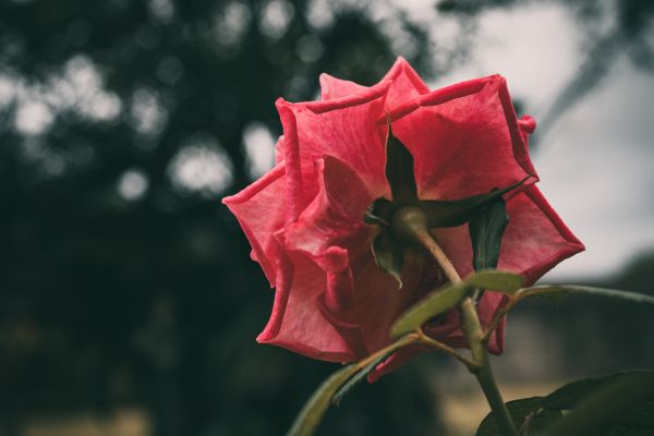 ART,flower,nature,photo,photography,pink