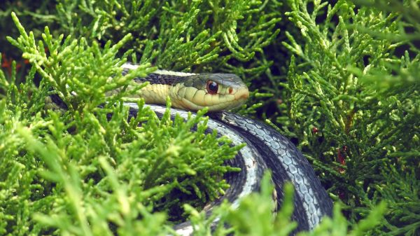 green,animal
